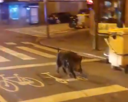 (VÍDEO) Persecución policial a un jabalí en A Coruña, el único que quebrantó el toque de queda