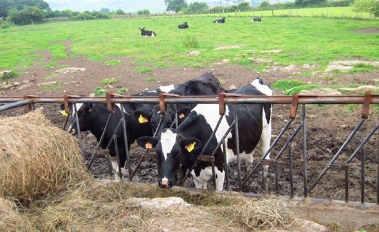 ​El precio de la leche de los ganaderos gallegos vuelve a bajar en abril