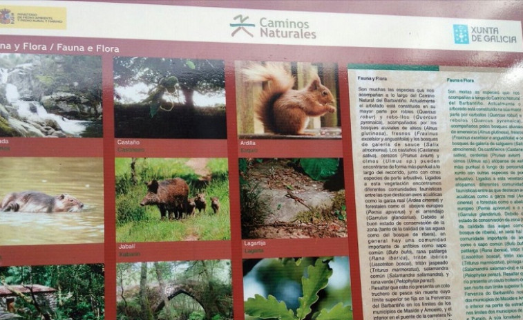 La Xunta promociona en un cartel una especie invasora