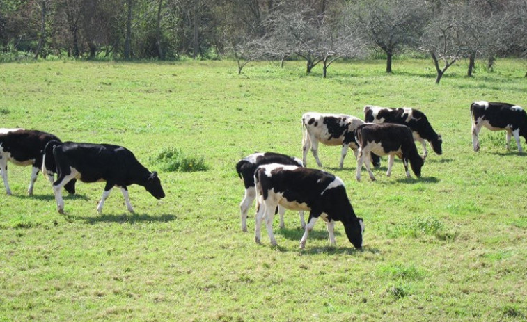 Los ganaderos gallegos cobran 7 millones menos al mes que los europeos