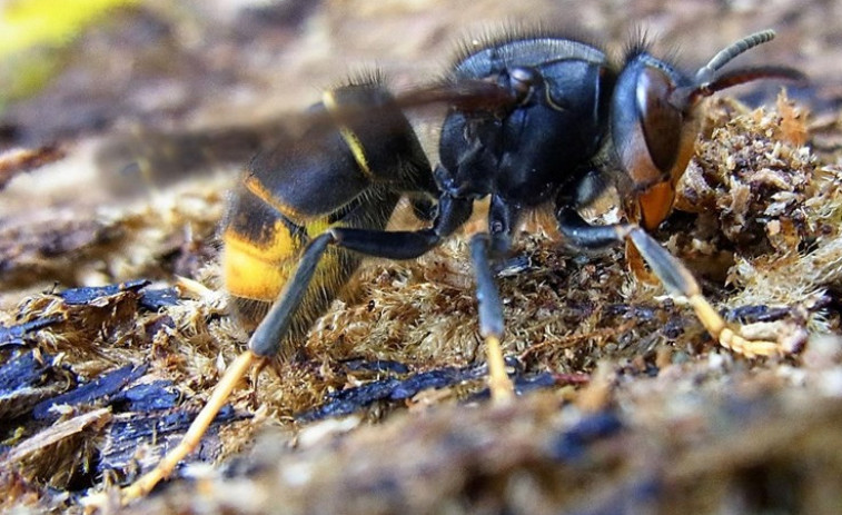 Avispas velutinas matan a un vecino de Pantón (Lugo), cuarto fallecido por estos insectos en dos años