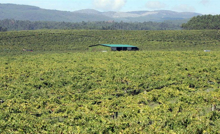 Técnicos de Medio Rural evalúan los daños del granizo en viñedos
