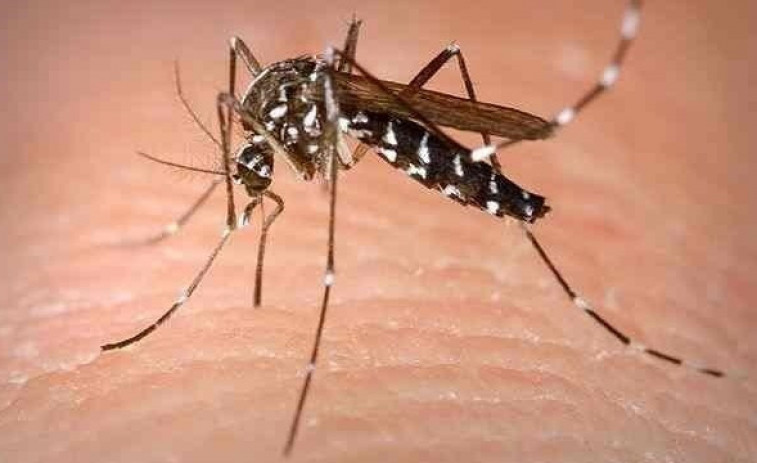 Las universidades gallegas y el gobierno vigilan mosquitos que transmiten enfermedades
