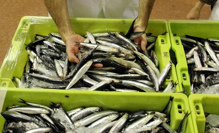 La sardina se queda fuera de las negociaciones europeas de las cuotas pesqueras