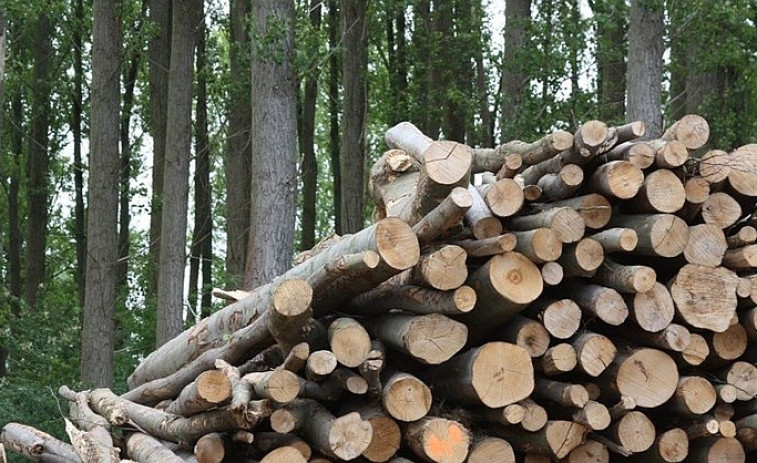 El gobierno gallego fomenta la venta de la madera de los montes quemados