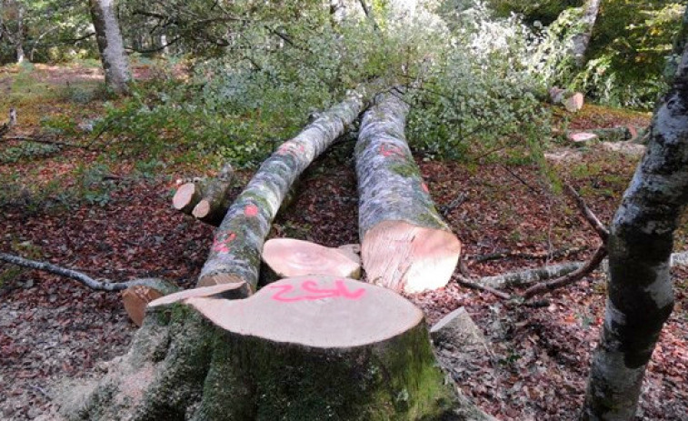 El sector forestal y de la madera apuesta por la 