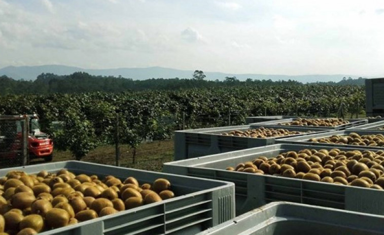 La fresa y el arándano quieren seguir la estela del kiwi