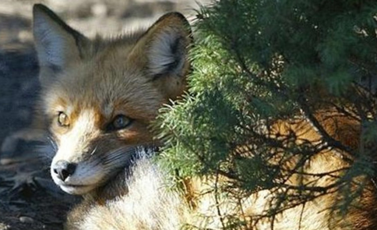 Animalistas solicitan moratorias para la caza del zorro como ya se hace en Luxemburgo
