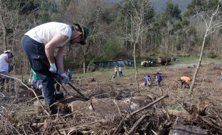 533 hectáreas menos de eucalipto gracias al trabajo de voluntarios