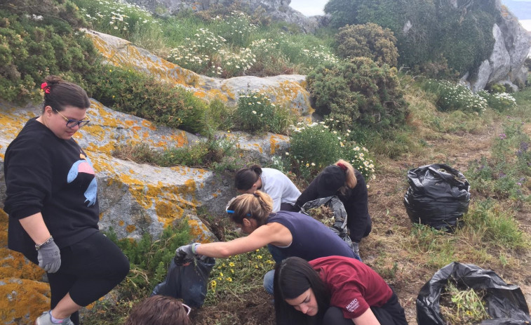 Voluntarios retiran más de una tonelada de plantas invasoras en las Cíes y Ons