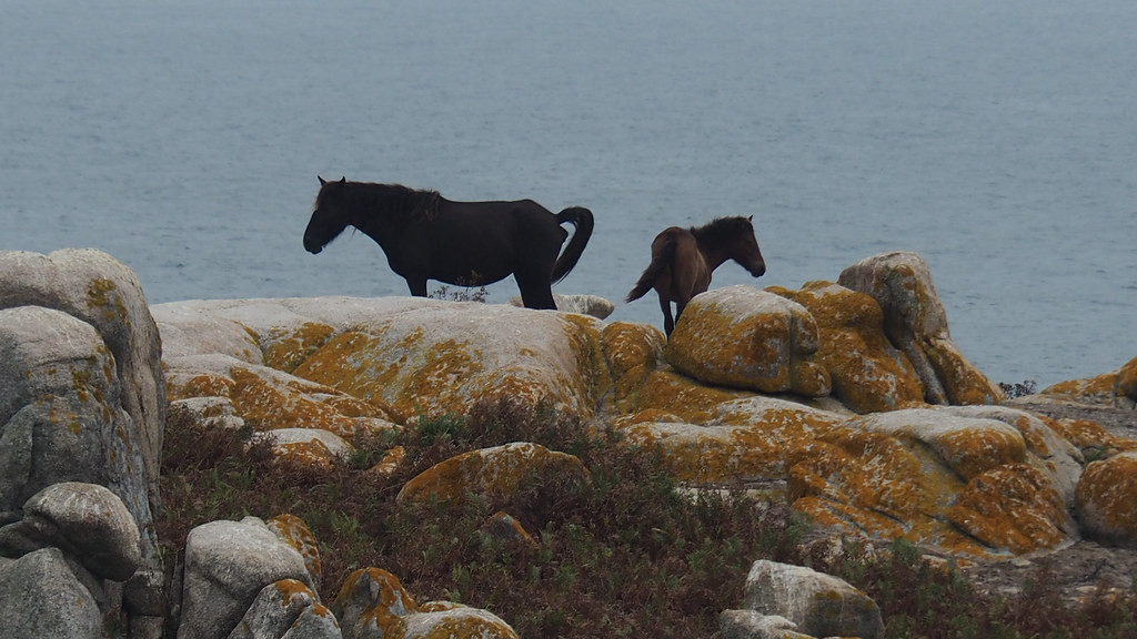 Caballos cabalos isla de salvara roteiros galegos