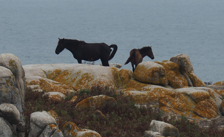 Más de 168.000 firmas piden incluir a los caballos en la Ley de Bienestar Animal tras el maltrato de A Estrada