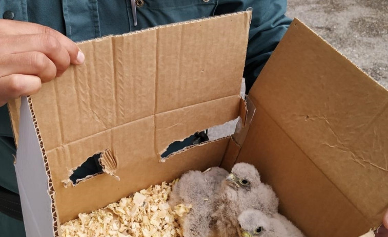 Guardia Civil rescata a polluelos de cernícalo, expoliados de su nido por un centro de cetrería