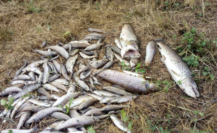Prohibida indefinidamente la pesca en un río tras el presunto vertido de una empresa participada por la Xunta