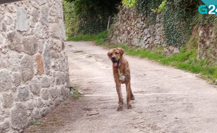 No hay que sacrificar al perro mastín que mandó a cuatro personas al hospital en un ataque, razonan animalistas