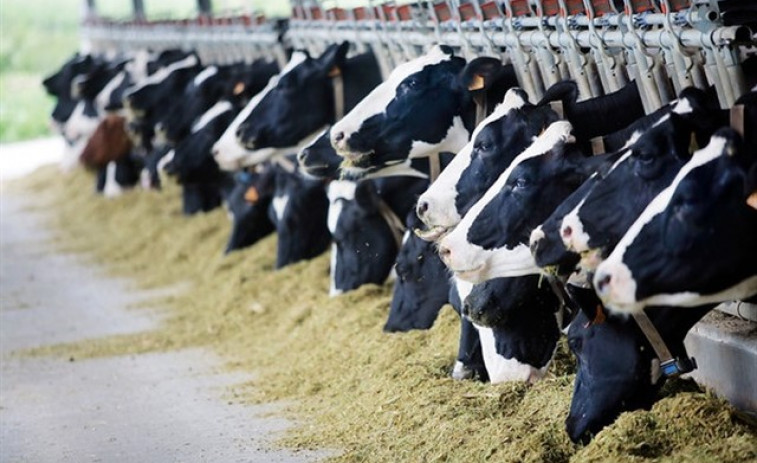 ​La Xunta puede dejar bloqueados millones de euros en ayudas a centenares de ganaderos