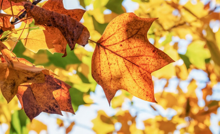 Vitaminas para el otoño