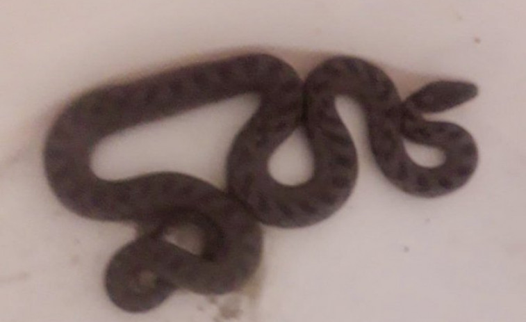 Se encuentran una serpiente de más de un metro debajo del fregadero de su piso en Tomiño