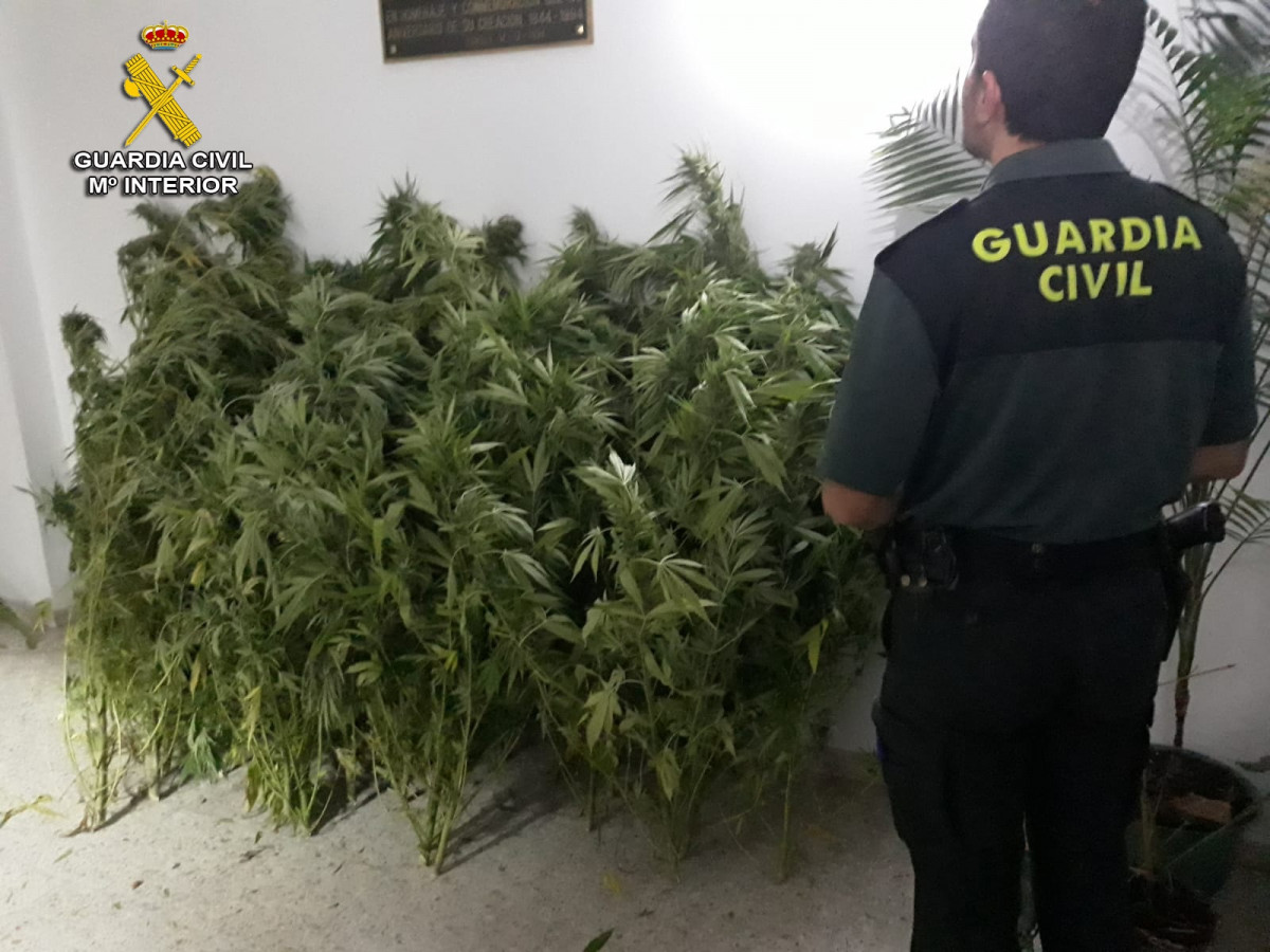 Detenido un vecino de Covelo (Pontevedra) e intervenidas 28 plantas de marihuana.