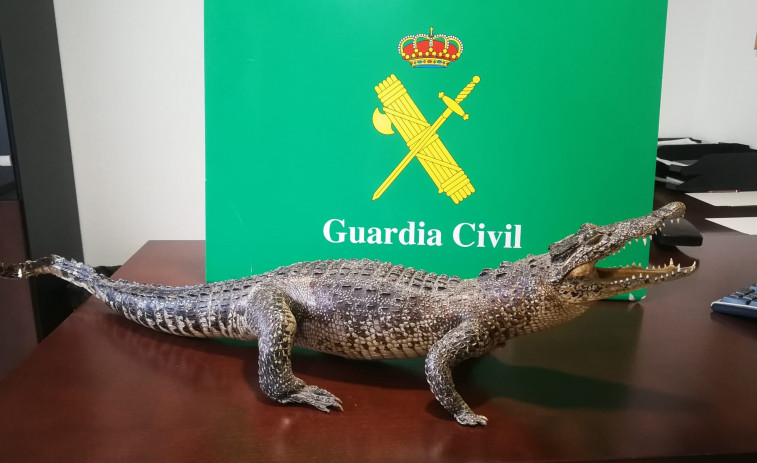 Un cocodrilo disecado incautado por la Guardia Civil en Arteixo