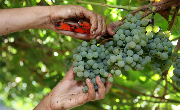La Diputación de Pontevedra informa de la buena salud de la viña de cara a la próxima vendimia