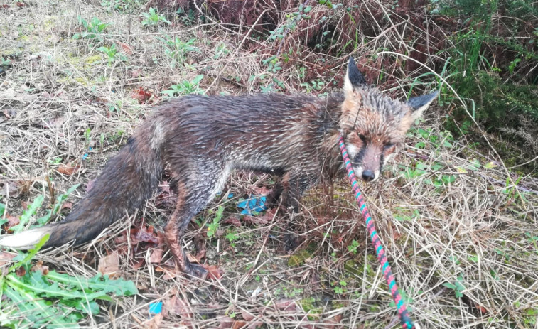 Un zorro capturado aturdido en una avenida de Vigo