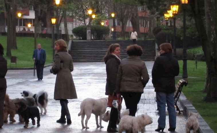 Pasear perros durante la cuarentena, la excusa de los 'proxenetas de perros' para ganar dinero