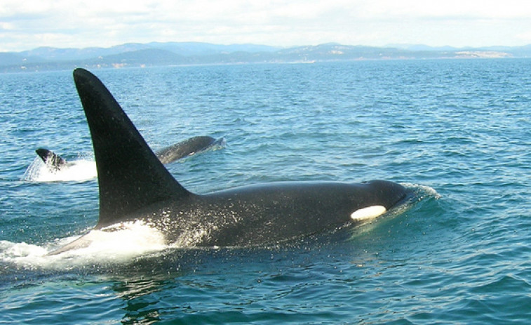 Orcas embisten varios barcos en la costa de Galicia