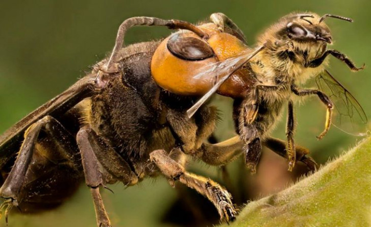 Las abejas de O Baixo Miño y O Val Miñor viven aterradas por las avispas asiáticas