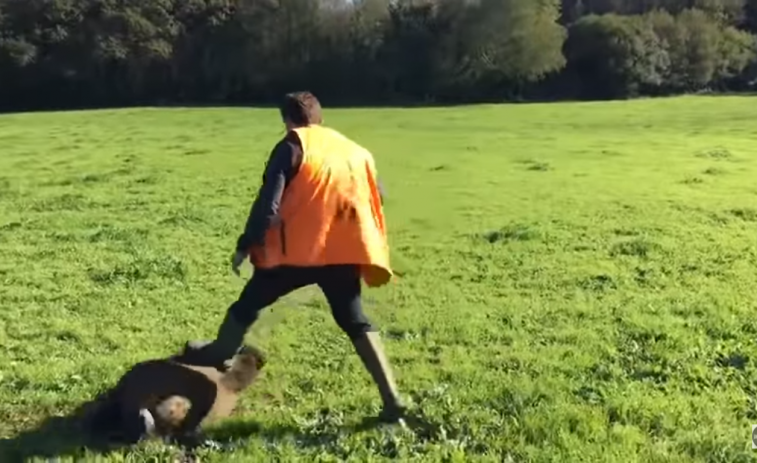 (VÍDEO) Un jabalí se venga de sus cazadores: se hace el muerto y los ataca cuando van a por su pieza