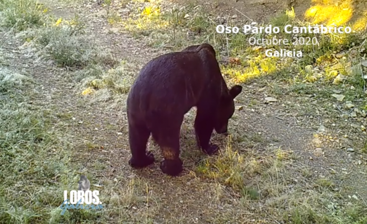 (VÍDEO) Nuevas imágenes evidencian el regreso del oso pardo cantábrico a los montes gallegos