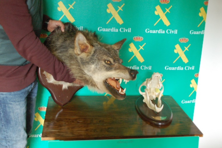 Investigadas tres personas por irregularidades en la homologación de un trofeo de caza de un ejemplar de lobo en A Gudiña (Ourense).
