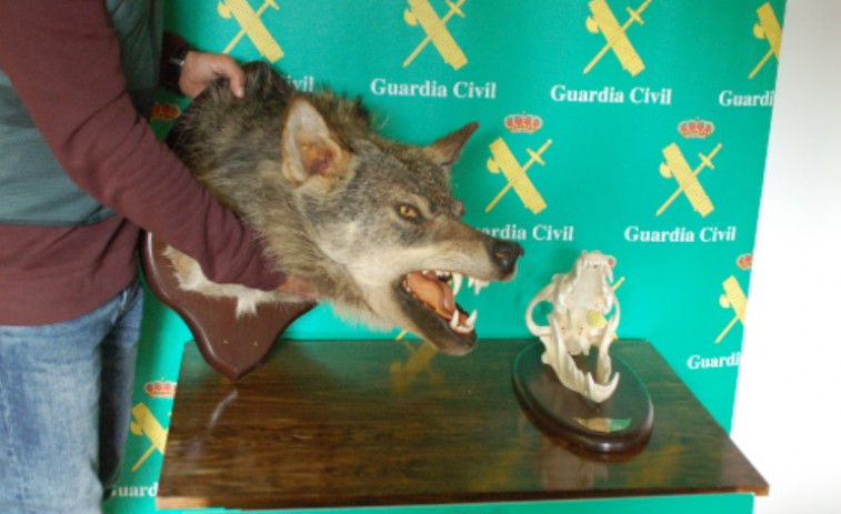 ¿Cazar o proteger al lobo? Ganaderos y ecologistas hablan sobre el futuro de los 700 lobos de Galicia