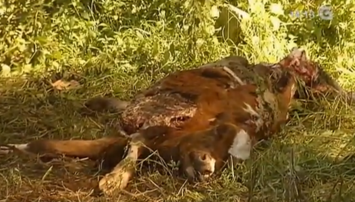 Ternera muerta por lobos en A Golada en una foto de CRTVG