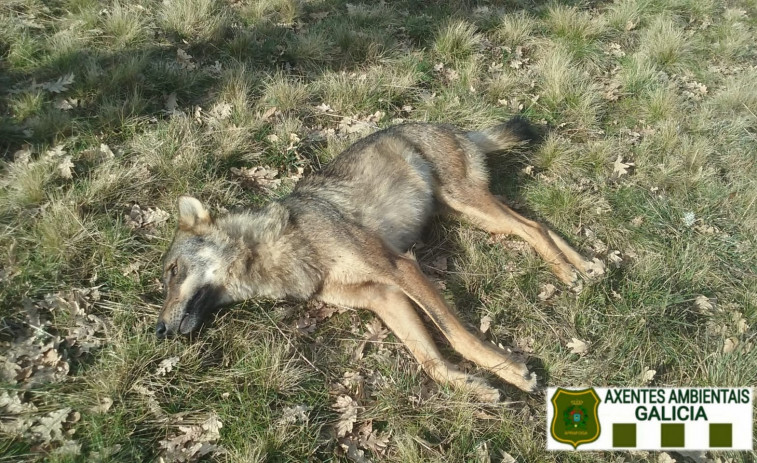 Agentes forestales denuncian un nuevo episodio de caza furtiva contra ejemplares de lobo ibérico en Galicia