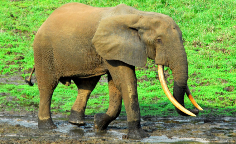 Manada de elefantes aplasta a un presunto cazador furtivo en Sudáfrica