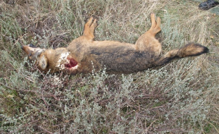 Investigan a un sexagenario como responsable de la caza furtiva de un lobo ibérico y otros animales en A Veiga