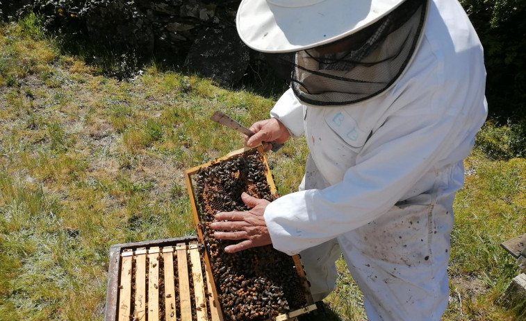 Una explotación apícola de Viana do Bolo a la vanguardia de la lucha contra un parásito habitual de las abejas