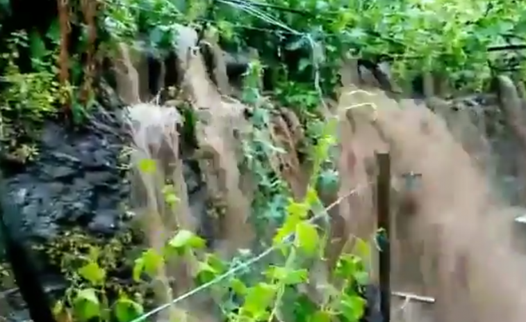 (VÍDEOS) La tormenta y el granizo arrasan los viñedos de Chantada y provoca la pérdida de toda la producción