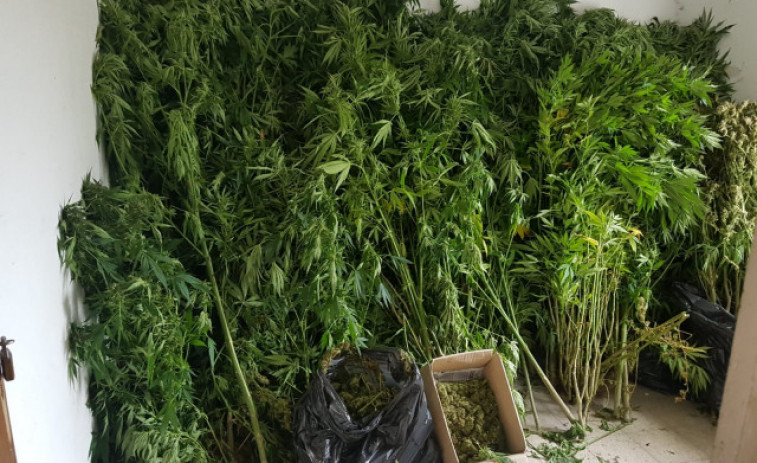 Tener 222 plantas de marihuana no es delito, dicta un juez de Lugo, tras una incautación en Begonte