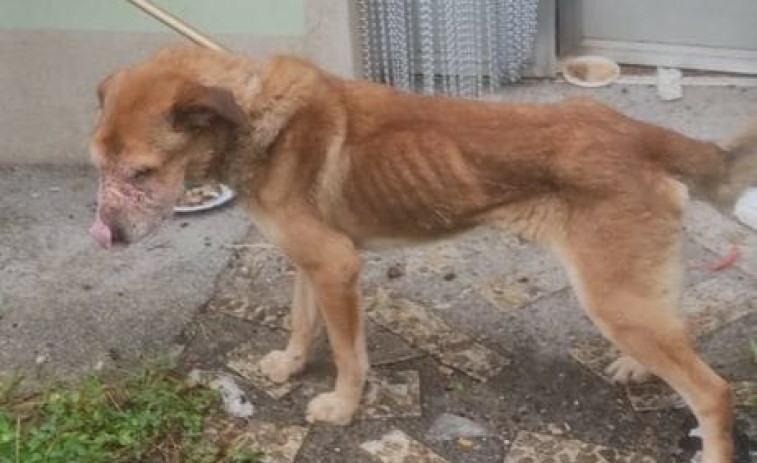 Investigan en Negreira al propietario de cinco perros, uno ya muerto, en condiciones 
