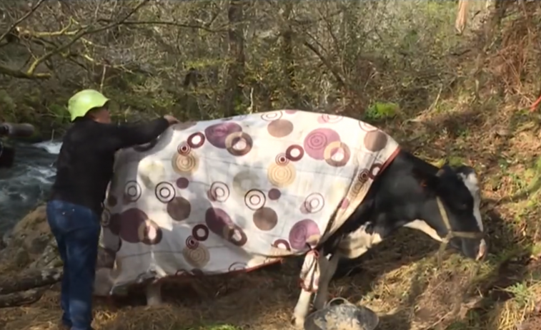 (VÍDEO) Rescatan a la vaca Lola, atrapada junto al río Deza, gracias a la ayuda de los vecinos de Vila de Cruces