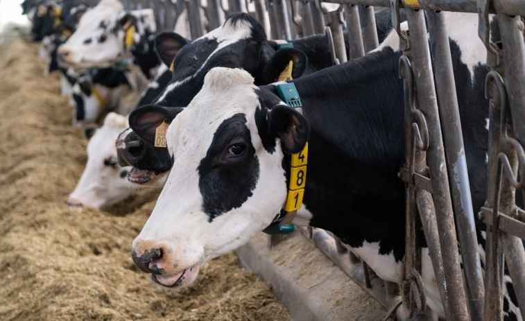 El sector del lácteo ante su mayor crisis por el paro de los transportistas: leche podrida y animales muertos de hambre ​