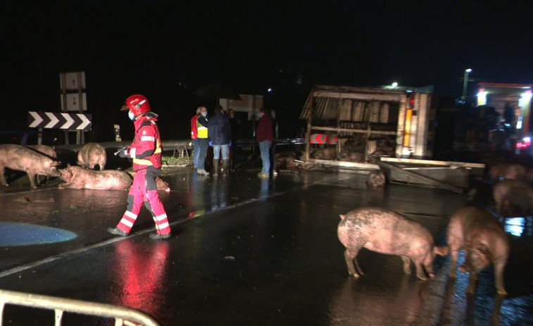 Vuelca un camión que transportaba cerdos en Melide y provoca el corte de la N-547 por animales en la calzada​