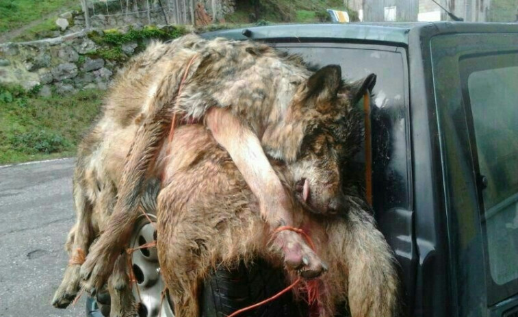 Ecologistas en Acción reclama a Galicia que cumpla la ley y proteja a los lobos, que están siendo envenenados ​