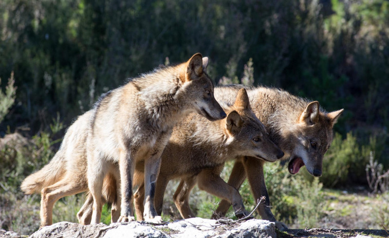 Galicia critica que se apruebe la estrategia para el lobo con el rechazo de comunidades con manadas