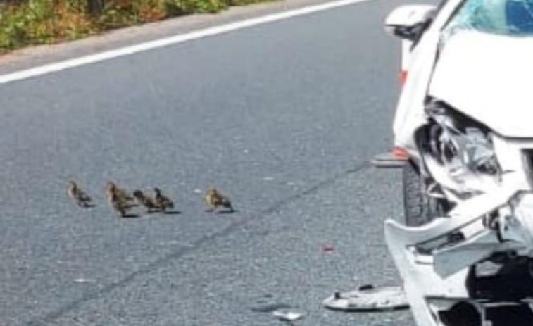 Una familia de patitos provoca un accidente en la AP-9 en la que se vio implicado el socialista Gonzalo Caballero