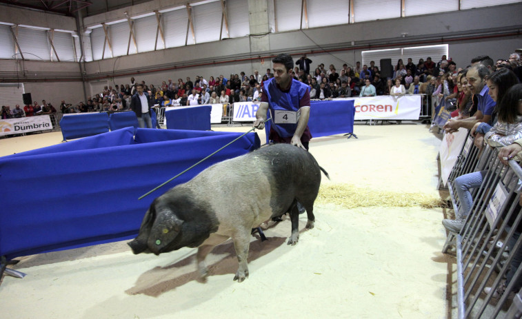 Makelele y Pantalones competirán por ser el mejor 'porco celta' en la feria Abanca Semana Verde de Galicia