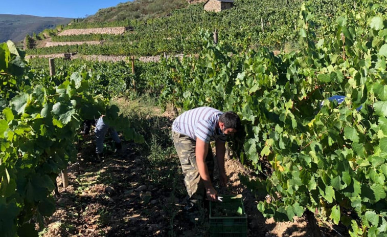 Valdeorras da el pistoletazo de salida a las vendimias de 2022 con un inicio especialmente tempranero