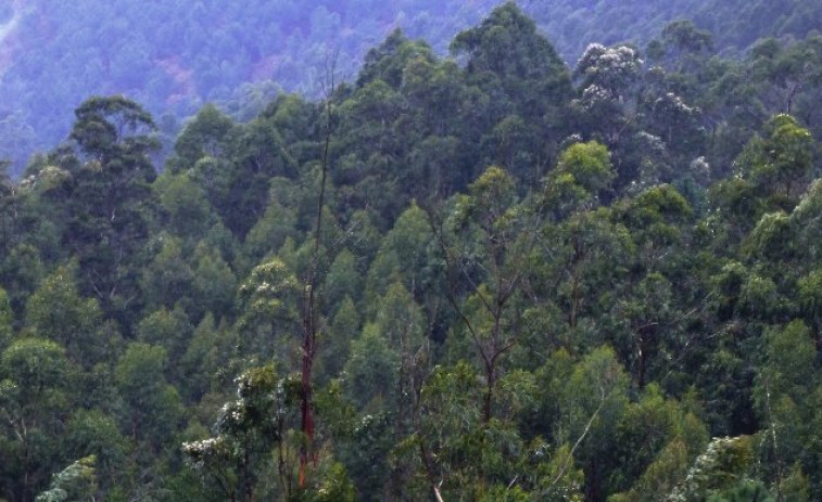 Activistas de O Morrazo alertan que el monte es un polvorín de eucaliptos próximos a casas
